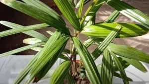 green leaves lady palm