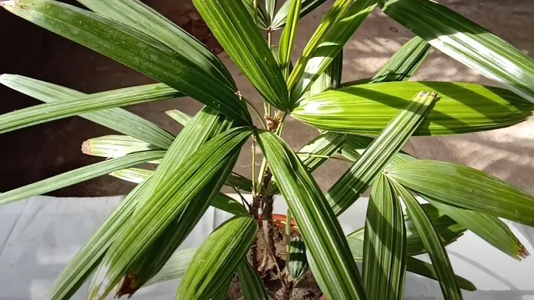 Lady Palm