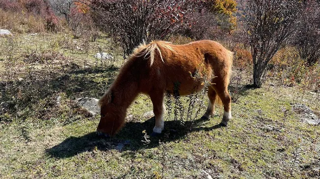 Wild Pony Viewing Areas