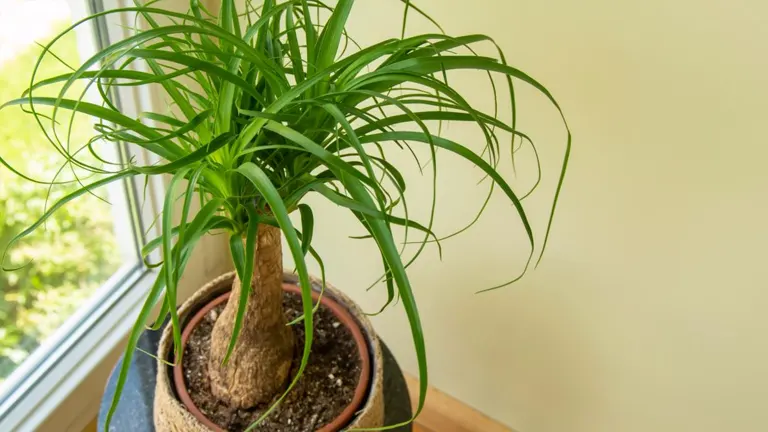 Ponytail Palm