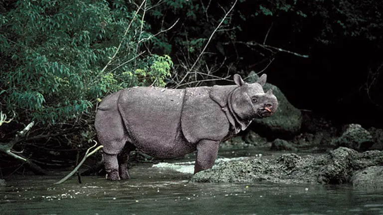 Javan Rhinoceros