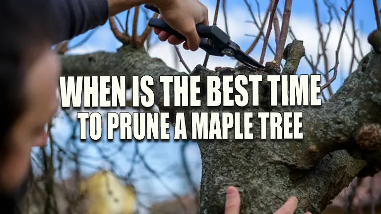 Best Time to Prune a Maple Tree: How and When?