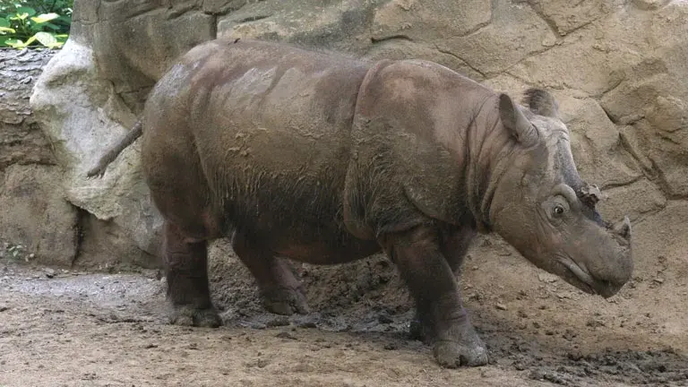 Sumatran Rhinoceros