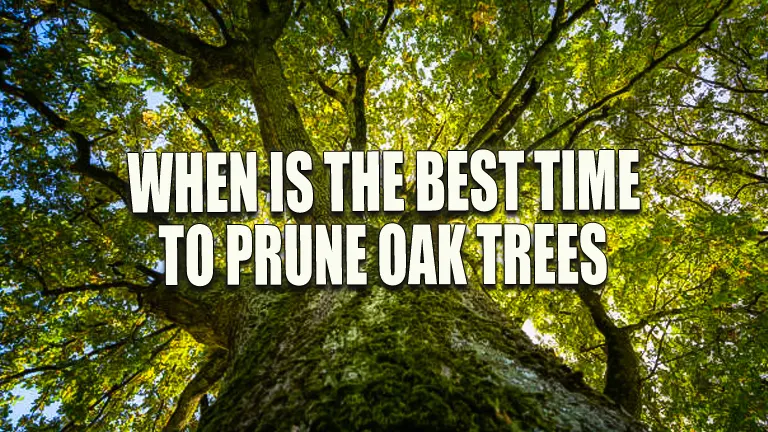 When is the Best Time to Prune Oak Trees
