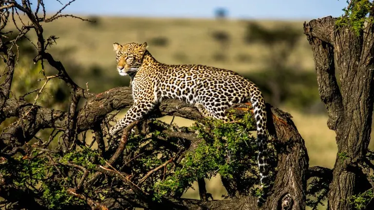 African Leopard