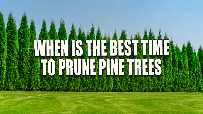 When is the Best Time to Prune Pine Trees