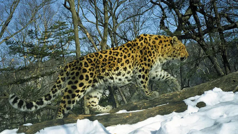 Amur Leopard