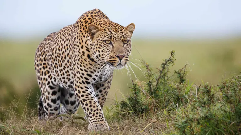 Somaliland Leopard