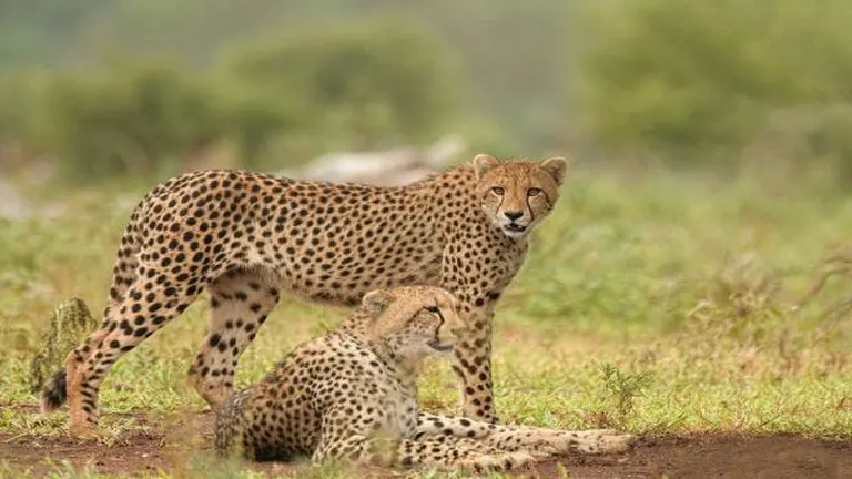 Southeast African Cheetah