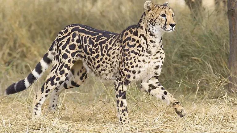 King Cheetah