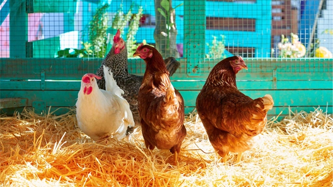 Group of chicken inside the coop