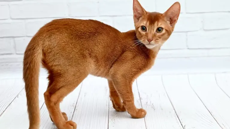 Abyssinian Cat