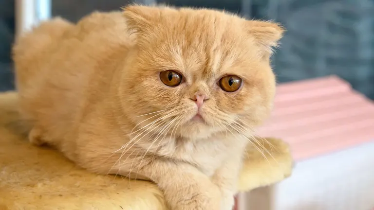 Exotic Shorthair