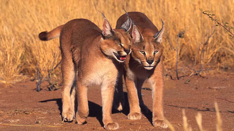 Caracal