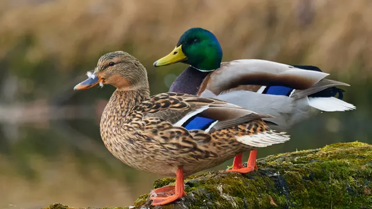 Mallard Duck