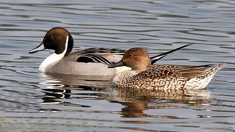 Northern Pintail