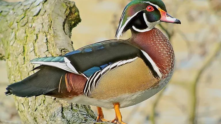 Wood Duck