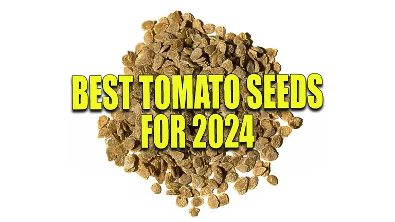 Best Tomato Seeds for 2024