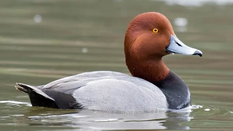 Canvasback Duck