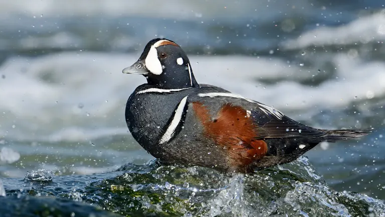 Harlequin Duck