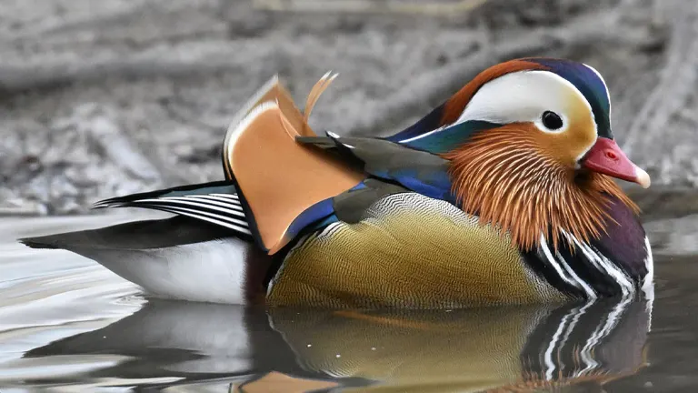 Mandarin Duck