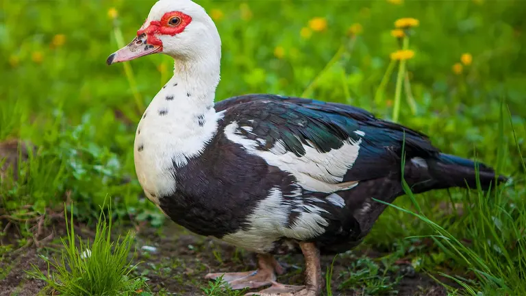 Muscovy Duck