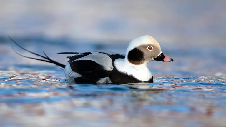 Long-tailed Duck