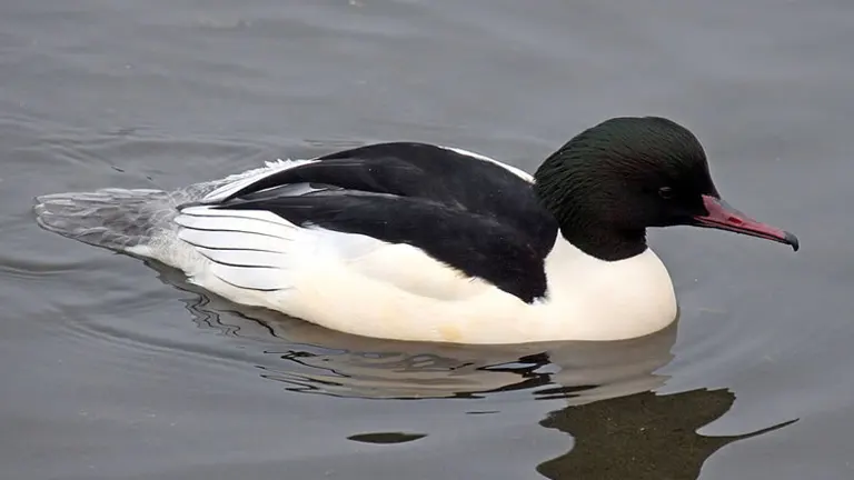 Common Merganser Duck