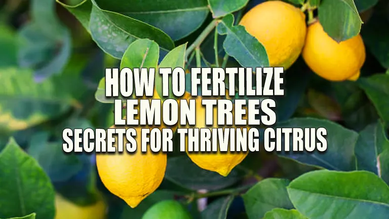 How to Fertilize Lemon Trees: Secrets for Thriving Citrus