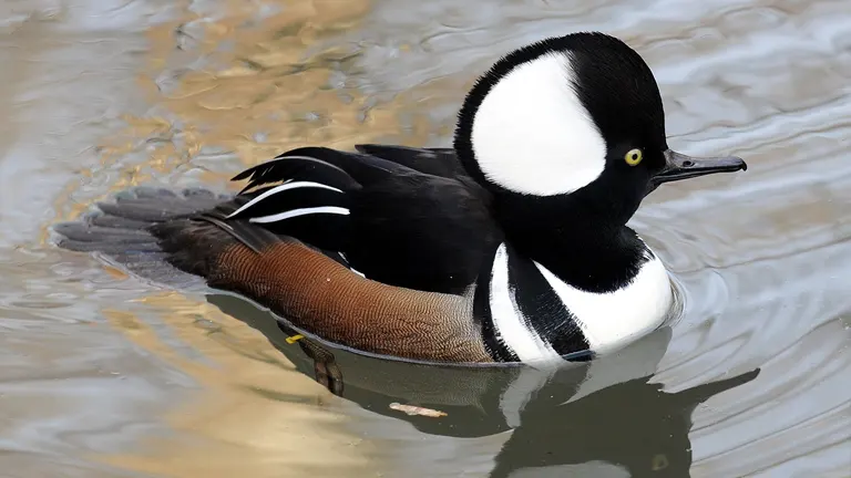 Hooded Merganser Duck