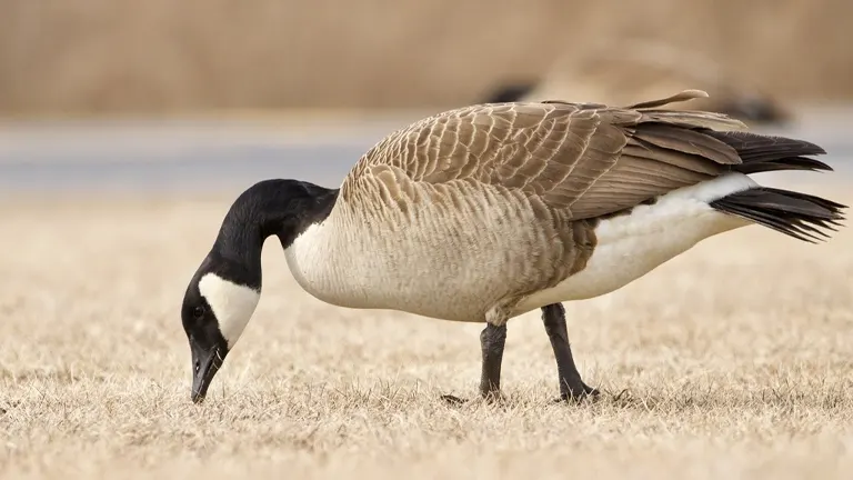 Canada Goose