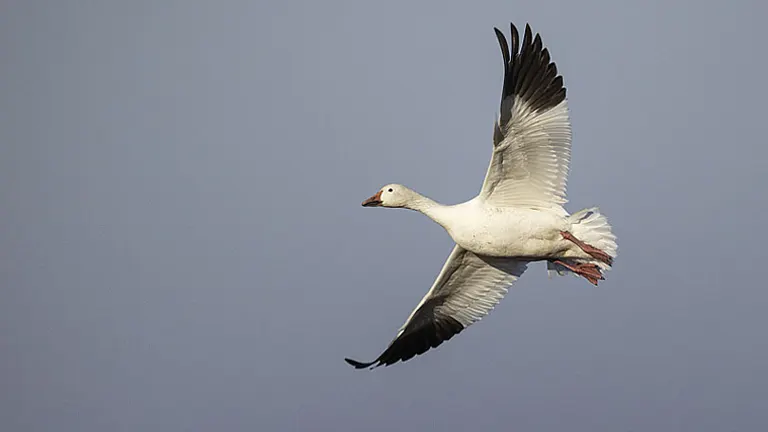 Snow Goose