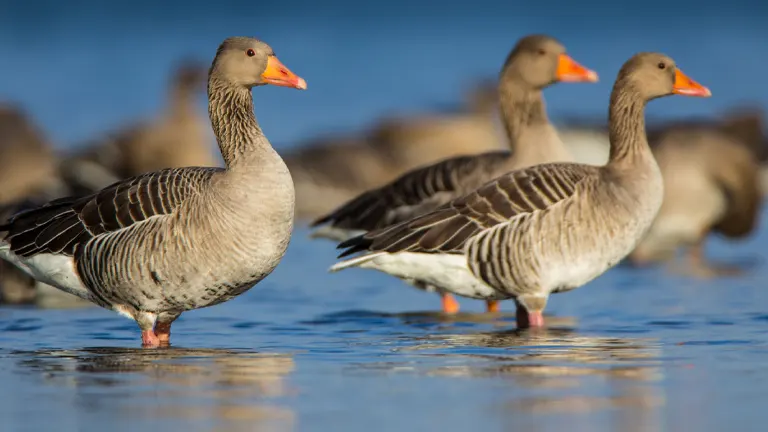 Greylag Goose