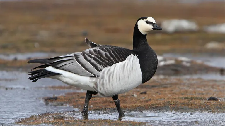 Barnacle Goose