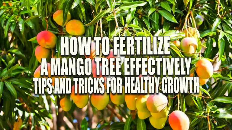 How to Fertilize a Mango Tree Effectively