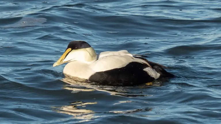 Common Eider Duck