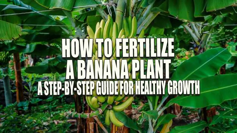 How to Fertilize a Banana Plant: A Step-by-Step Guide for Healthy Growth