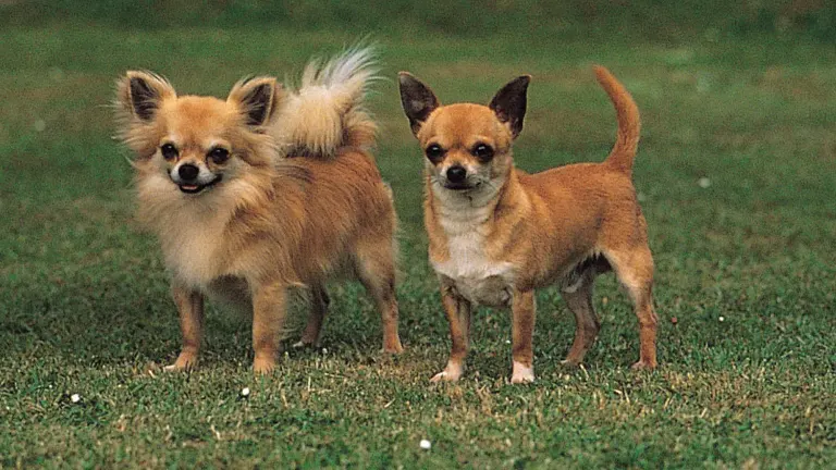 Chihuahua Dog