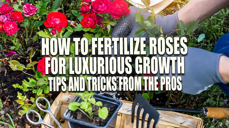 How to Fertilize Roses for Luxurious Growth: Tips and Tricks from the Pros