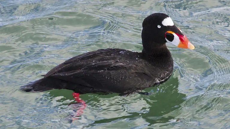 Surf Scoter Duck