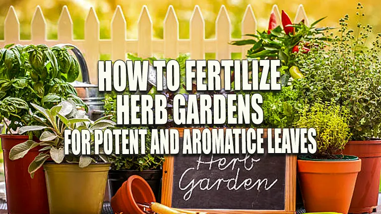 How to Fertilize Herb Gardens for Potent and Aromatic Leaves