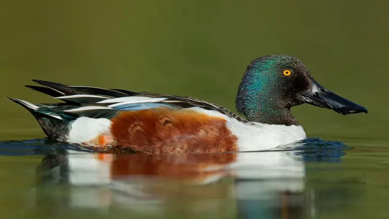 Northern Shoveler