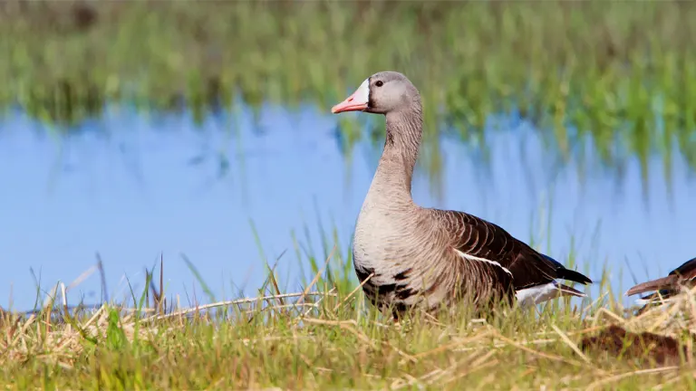 Greater White-fronted Goose