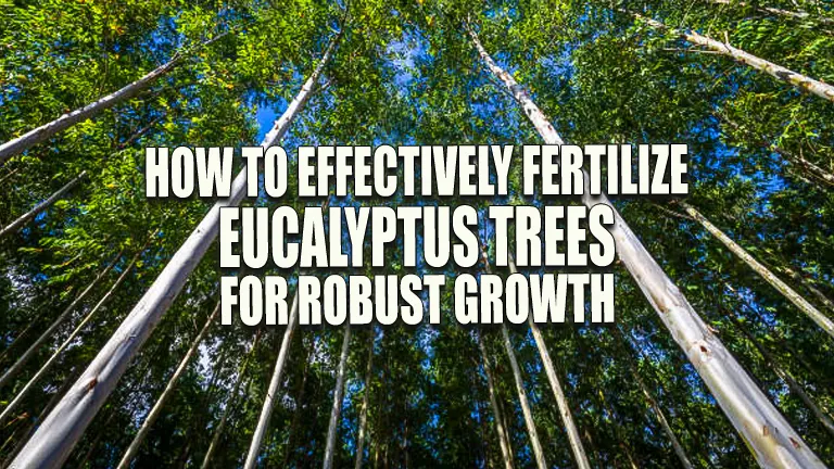 How to Effectively Fertilize Eucalyptus Trees for Robust Growth