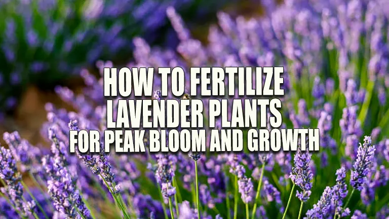 How to Fertilize Lavender Plants for Peak Bloom and Growth