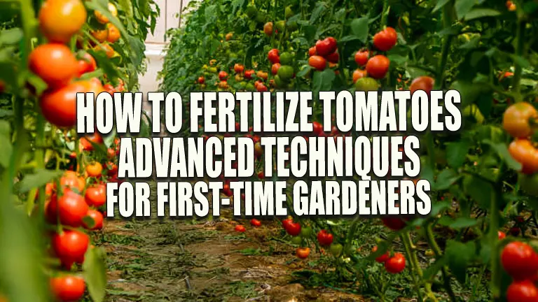 How to Fertilize Tomatoes: Advanced Techniques for First-Time Gardeners