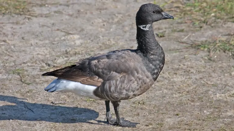 Brant Goose