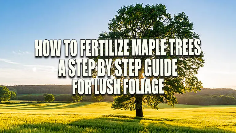 How to Fertilize Maple Trees: A Step-by-Step Guide for Lush Foliage