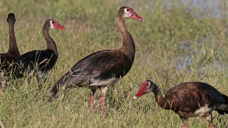 Spur-winged Goose