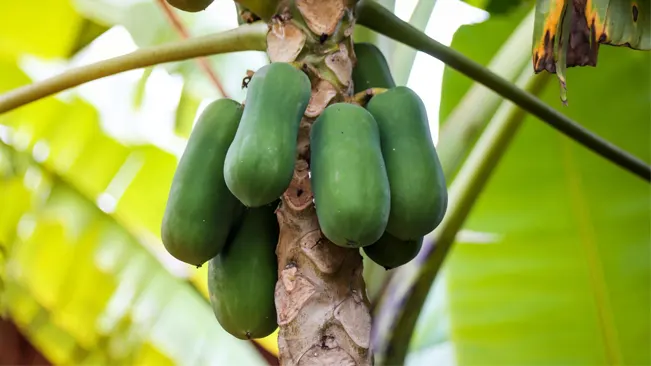 How to Plant Papaya Seeds: A Detailed Guide for Lush Growth